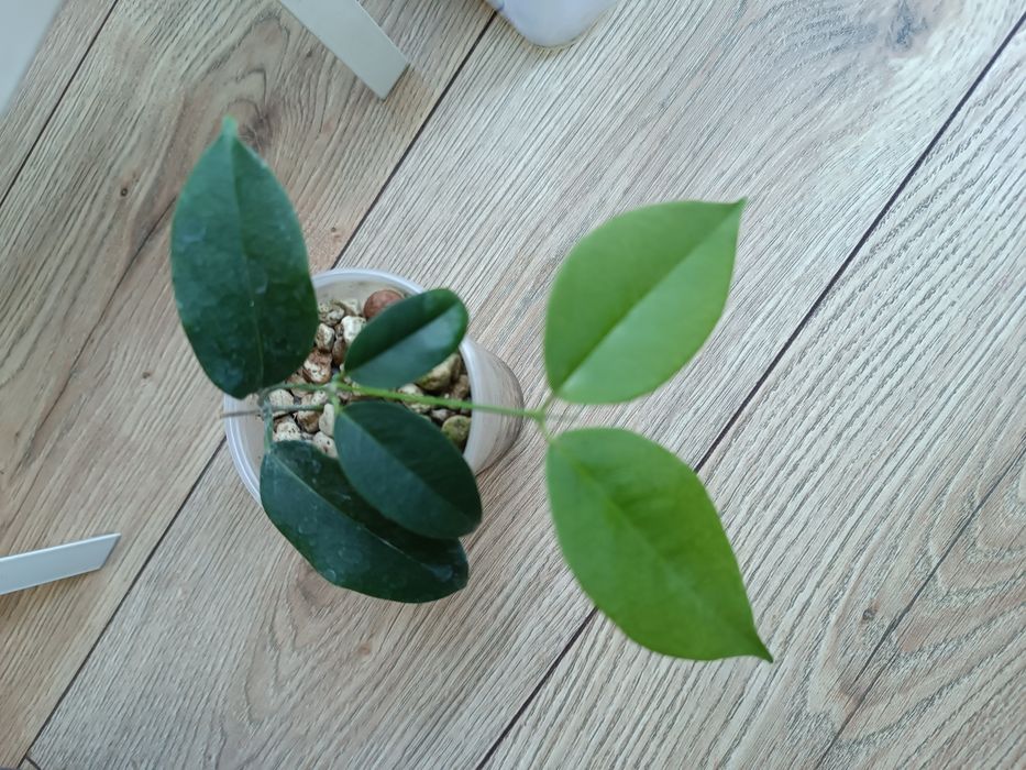 Hoya Apoda rosnąca