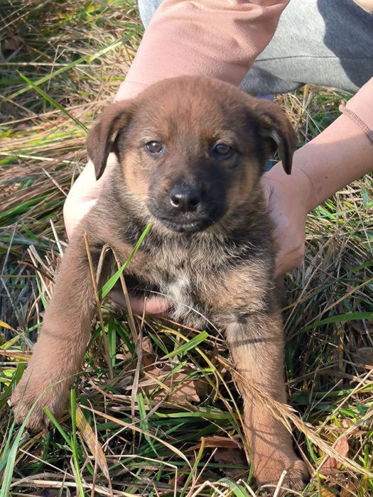 Цуценята в добрі руки
