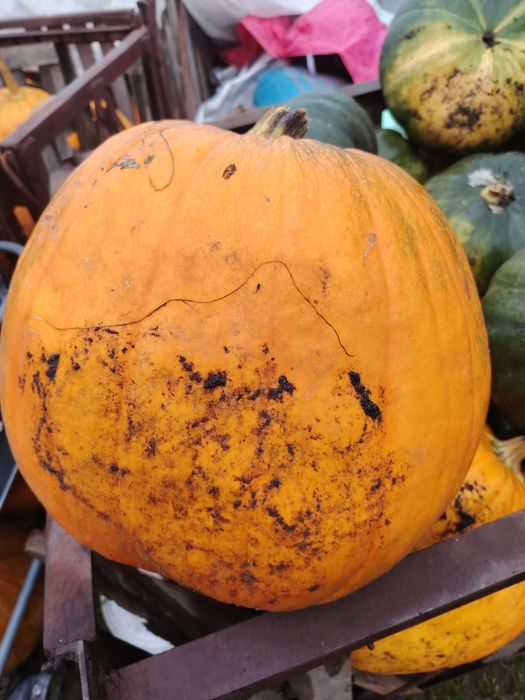 Dynia jadalna oraz ozdobna