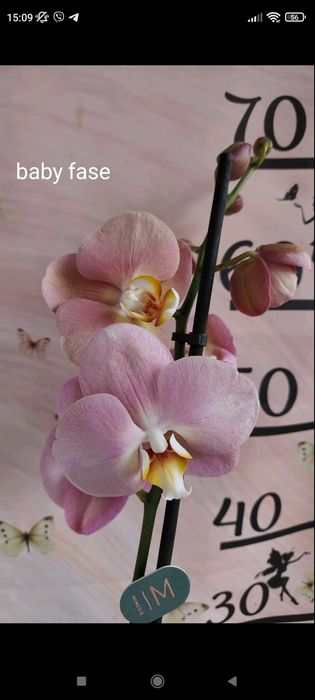 Орхідея baby fase домашнє цвітіння