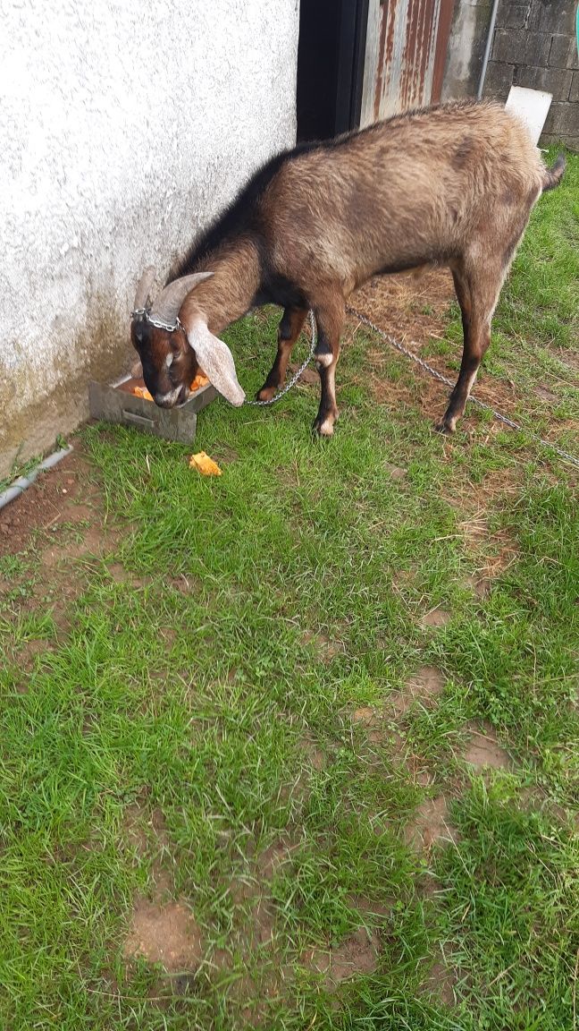 Vendo cabrito ângulo nuviano puro com 2 anos