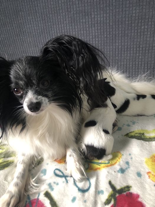 Spaniel kontynentalny papillon suczka