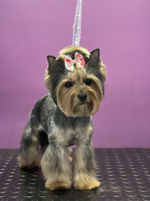 Грумінг Вишгород | Стрижка собак