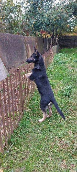 Німецька вівчарка