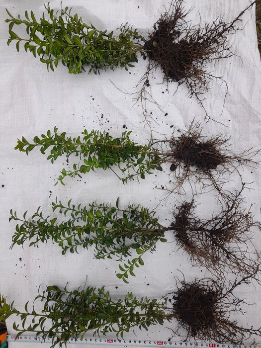 Самшит звичайний