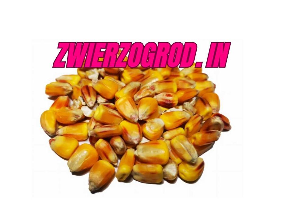 Kukurydza Paszowa Kura Gołąb Drób 25 kg !!! ** zwierzogrod.in **
