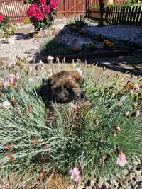 Cudowny piesek shih tzu