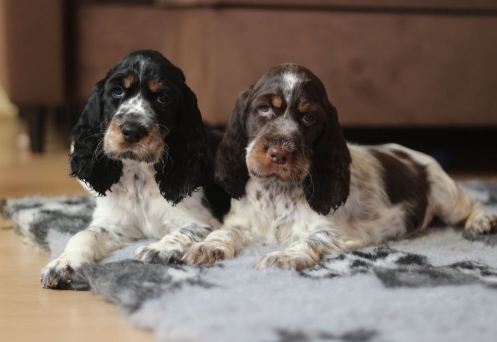 Springer spaniel angielski suczka