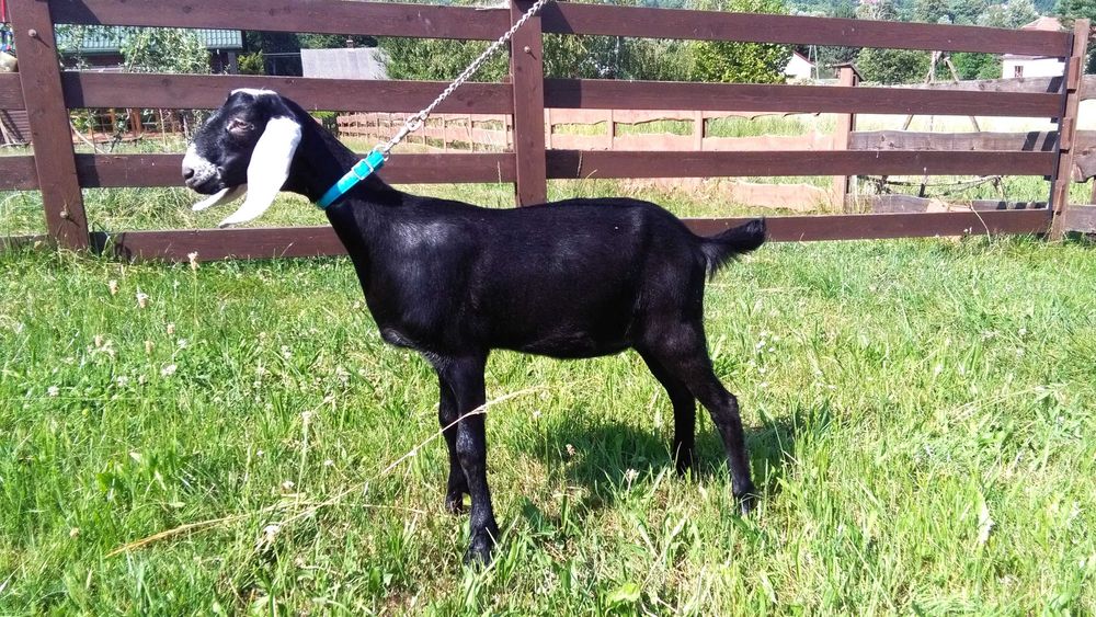 kózki i koziołki anglonubijskie po rodowodowych rodzicach