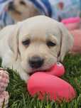 Labrador retriever suczka