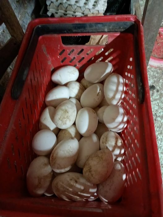 Jaja gęsie spożywcze,ale mogą być lęgowe.