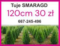 Tuja Szmaragd , Gęsty Żywopłot , 120 cm Gorzów tuje 10.000 szt