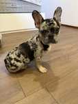 bulldog frances exotic