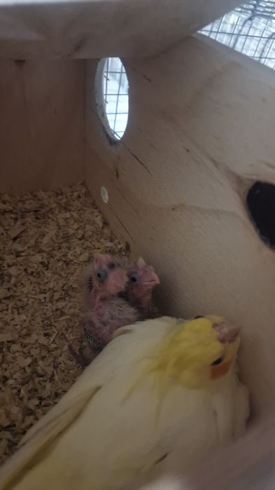 Caturras para criar a mao e adultas