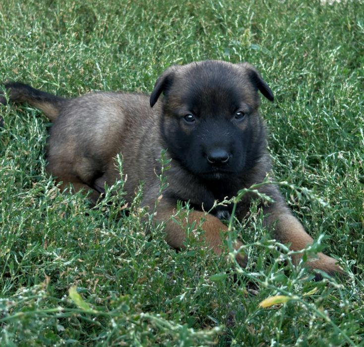 Бельгійська вівчарка малинуа