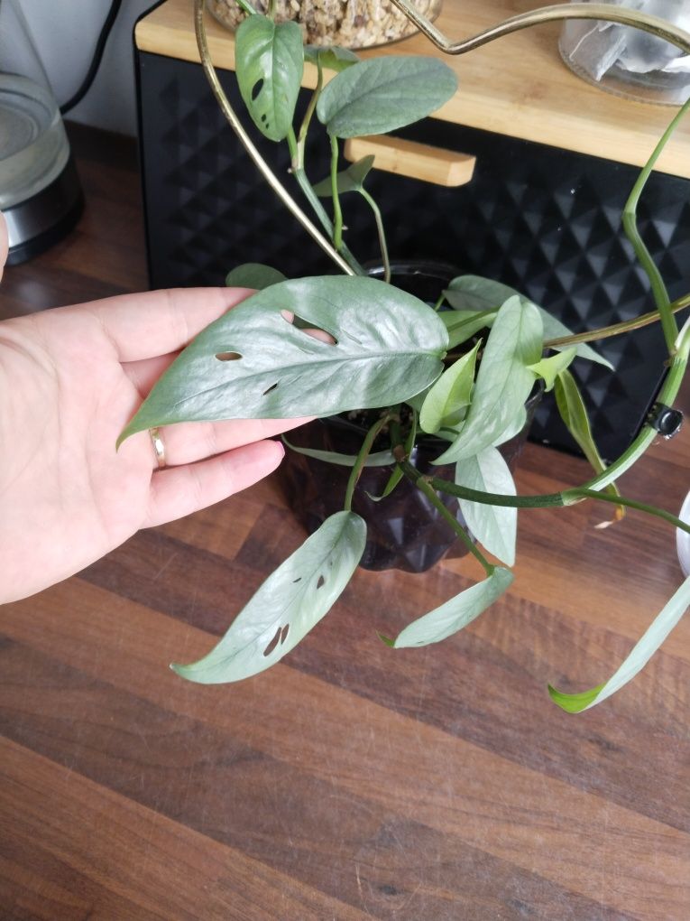 Epipremnum pinatum blue form