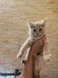 Kocur Maine coon