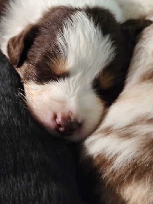 Owczarek australijski Red tri (typ amerykański) ZKwP/FCI