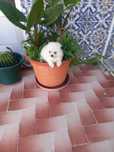 Spitz Alemão Lulu com vacinas