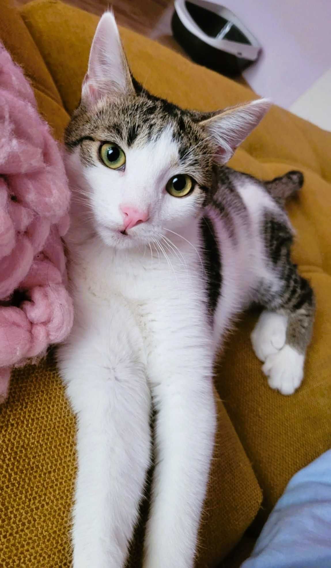 RUMIANEK - 5,5 miesięczny kociak do adopcji