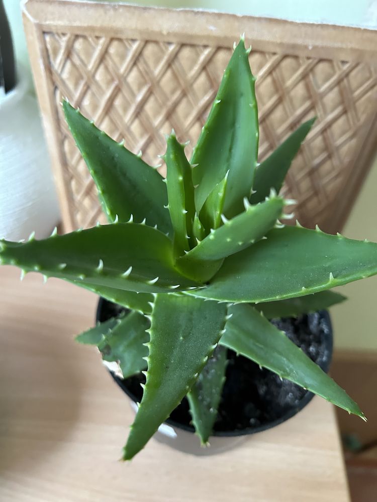 Roślina doniczkowa aloes