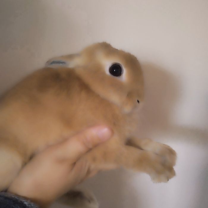 Кролик декоративний