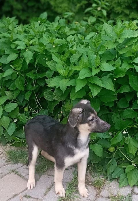 Uroczy szczeniak Oreo szuka domku