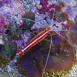 Krewetka Lysmata Amboinensis -Akwarystyka Morska