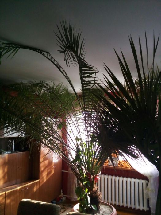 Palma Daktylowa Feniks ( Phoenix canariensis ) 60 Lat