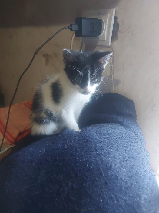 Котенок мальчик бесплатно. Котик даром. Кот. Котята.