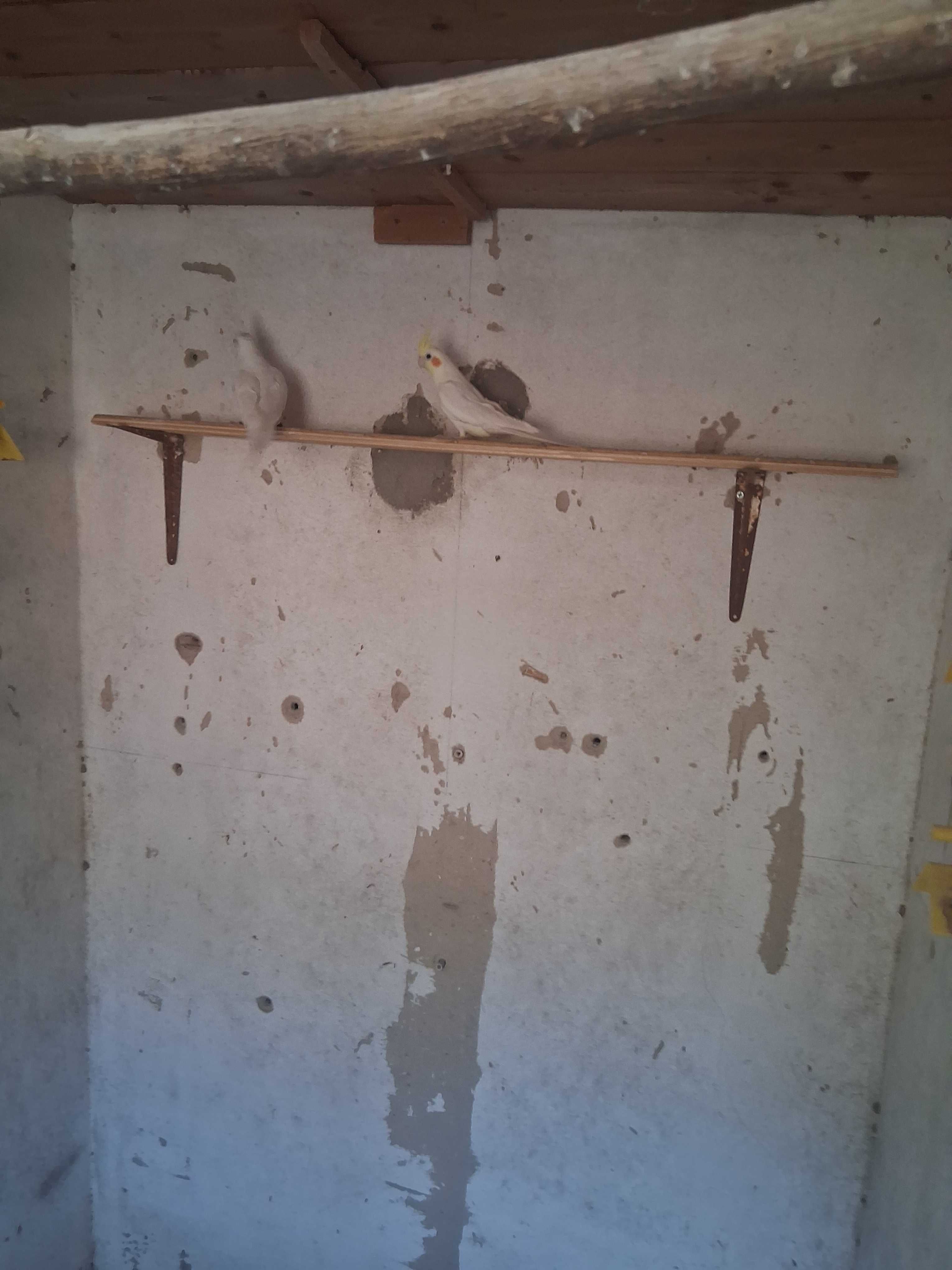 Lote casal  de caturras e quatro roseicollis troco por  canários