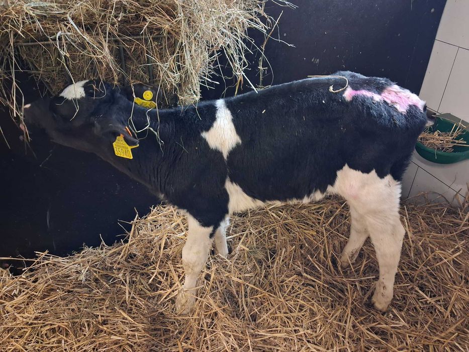 cielaki byczki polskie