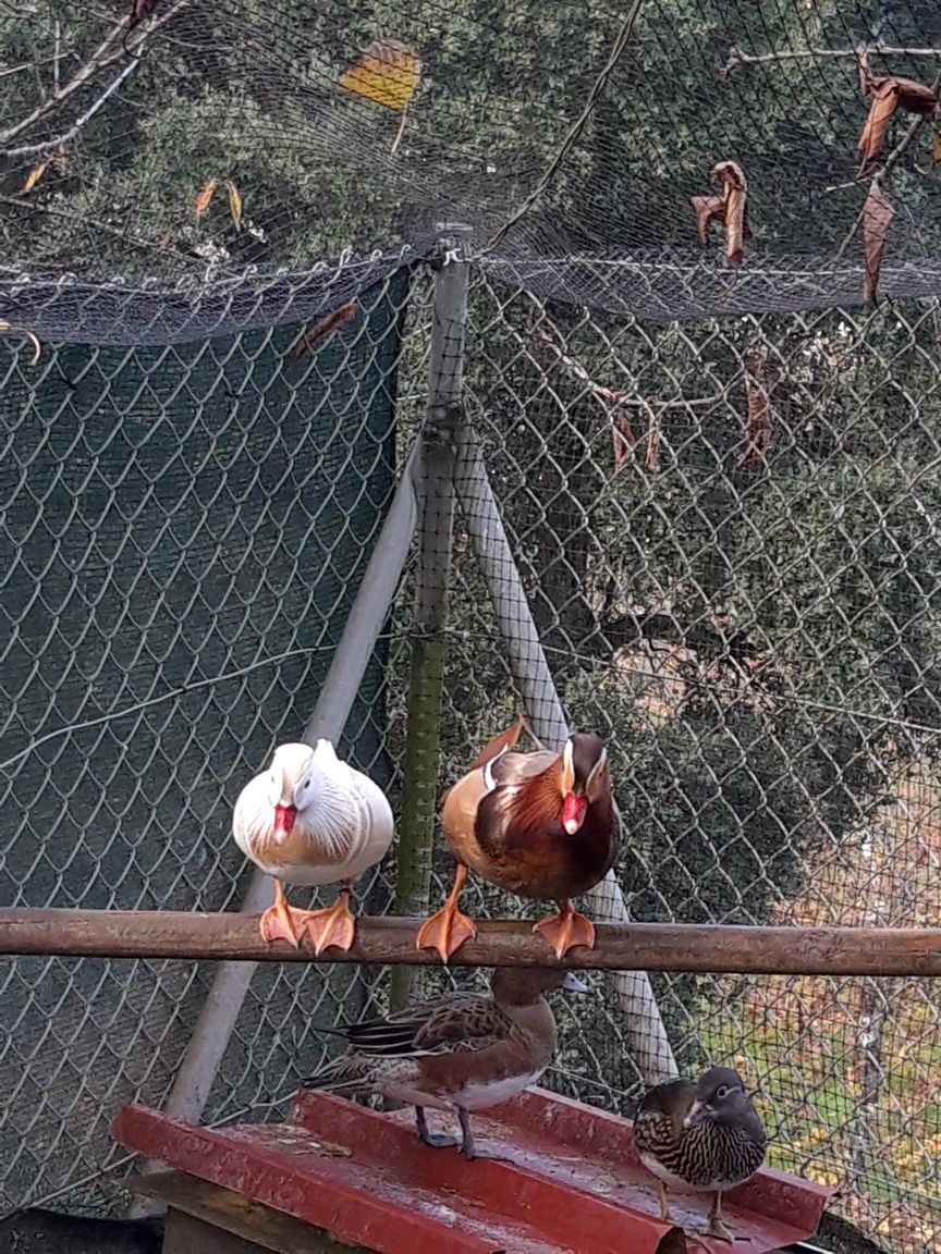 Patos mandarins ancestrais