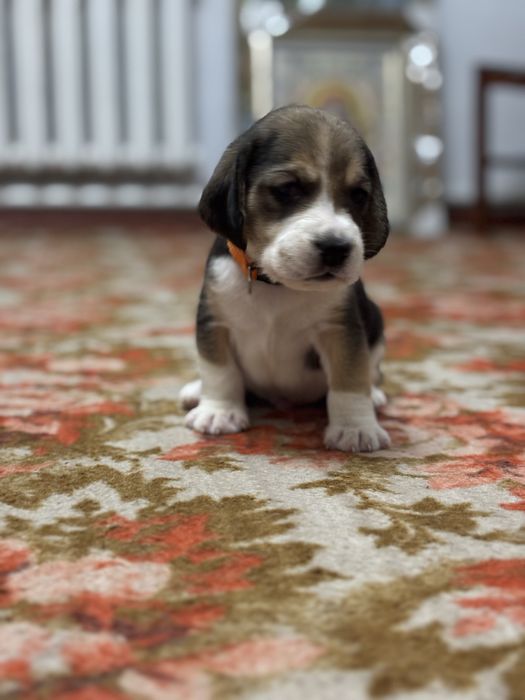 Бігленнята, бігль цуцення