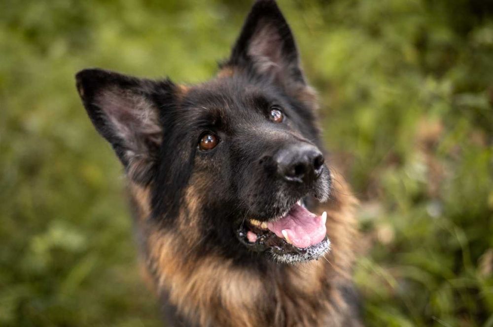 Zara piękna suczka w typie owczarek niemiecki ADOPCJA