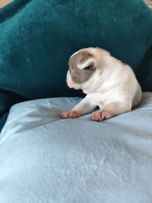 Boston Terrier chłopiec