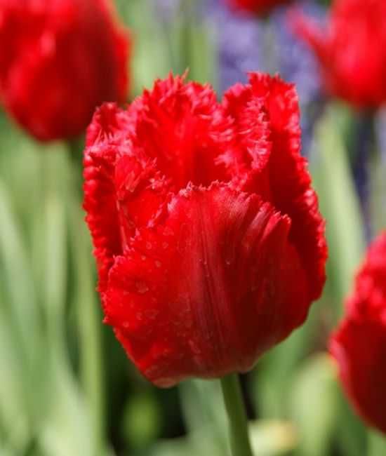 Tulipany fryzowane Crystal Beauty 100 cebulek za 69 zł