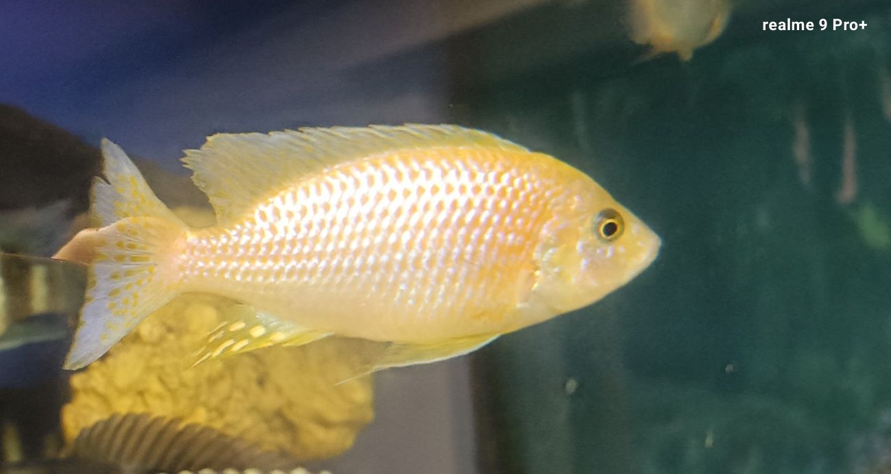 Aulonocara fire fisch iceberg