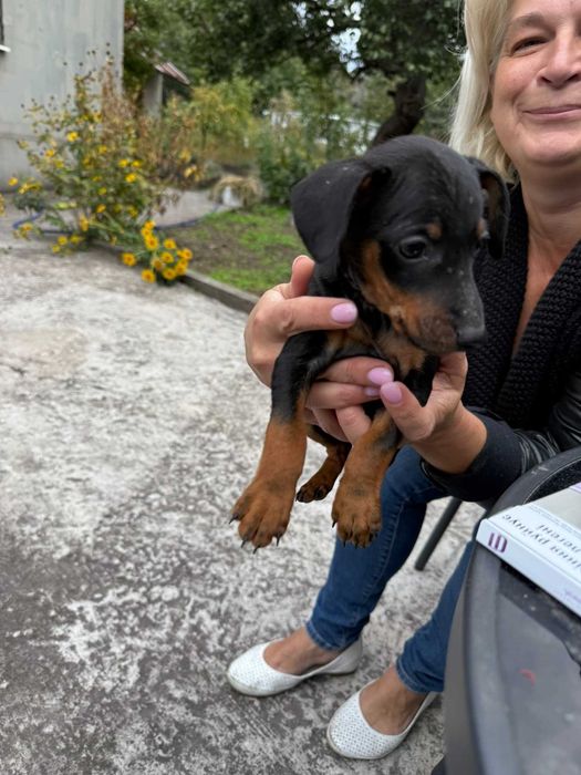 Бронювання цвергав