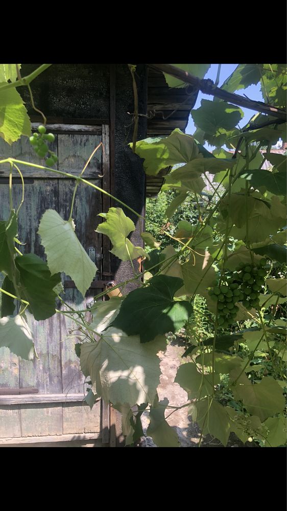 Продається дача