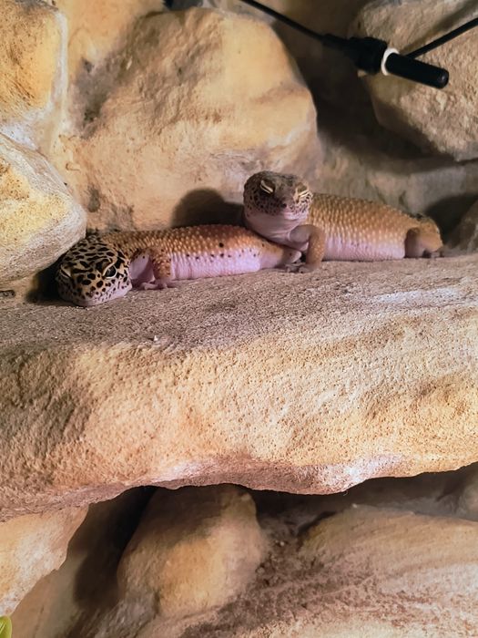 Gekony pustynne samice z terrarium.100x40x40 + gratisy