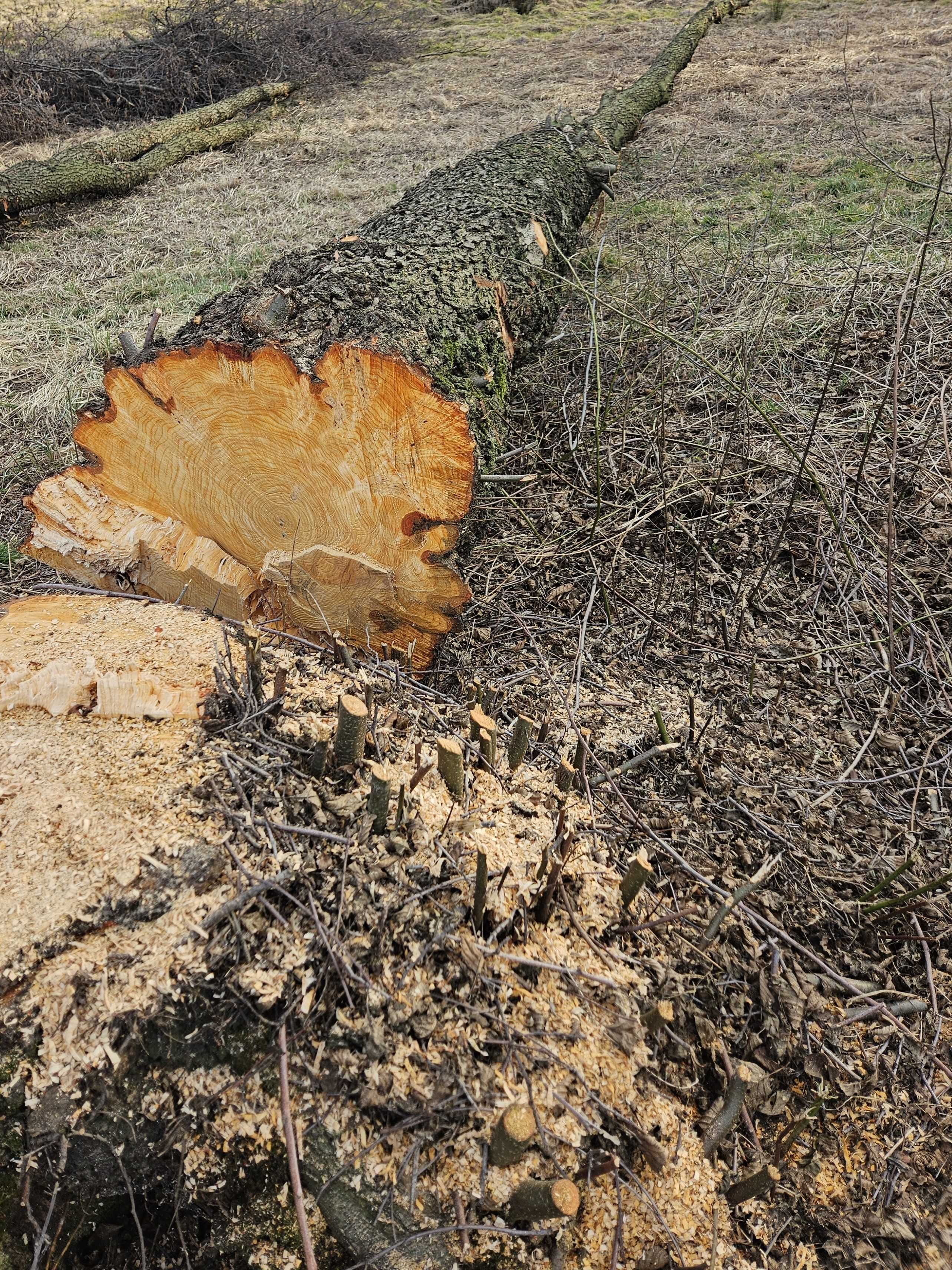 Drzewo Olcha na saunę, płot naturalny, do wędzenia
