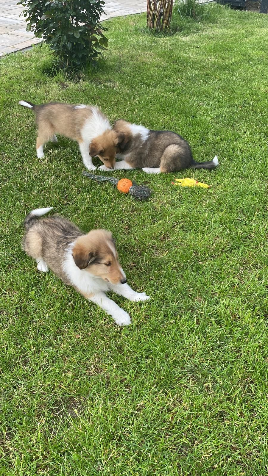 Owczarek szkocki Collie