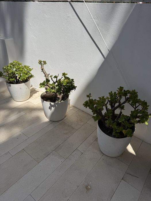 Planta Suculenta Jade - Cacto com Vaso Branco | Interior e Exterior