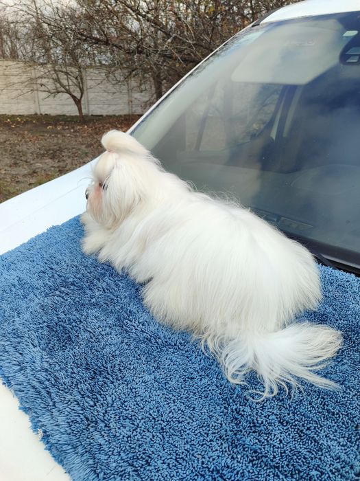 Неймовірна красуня мальтезе