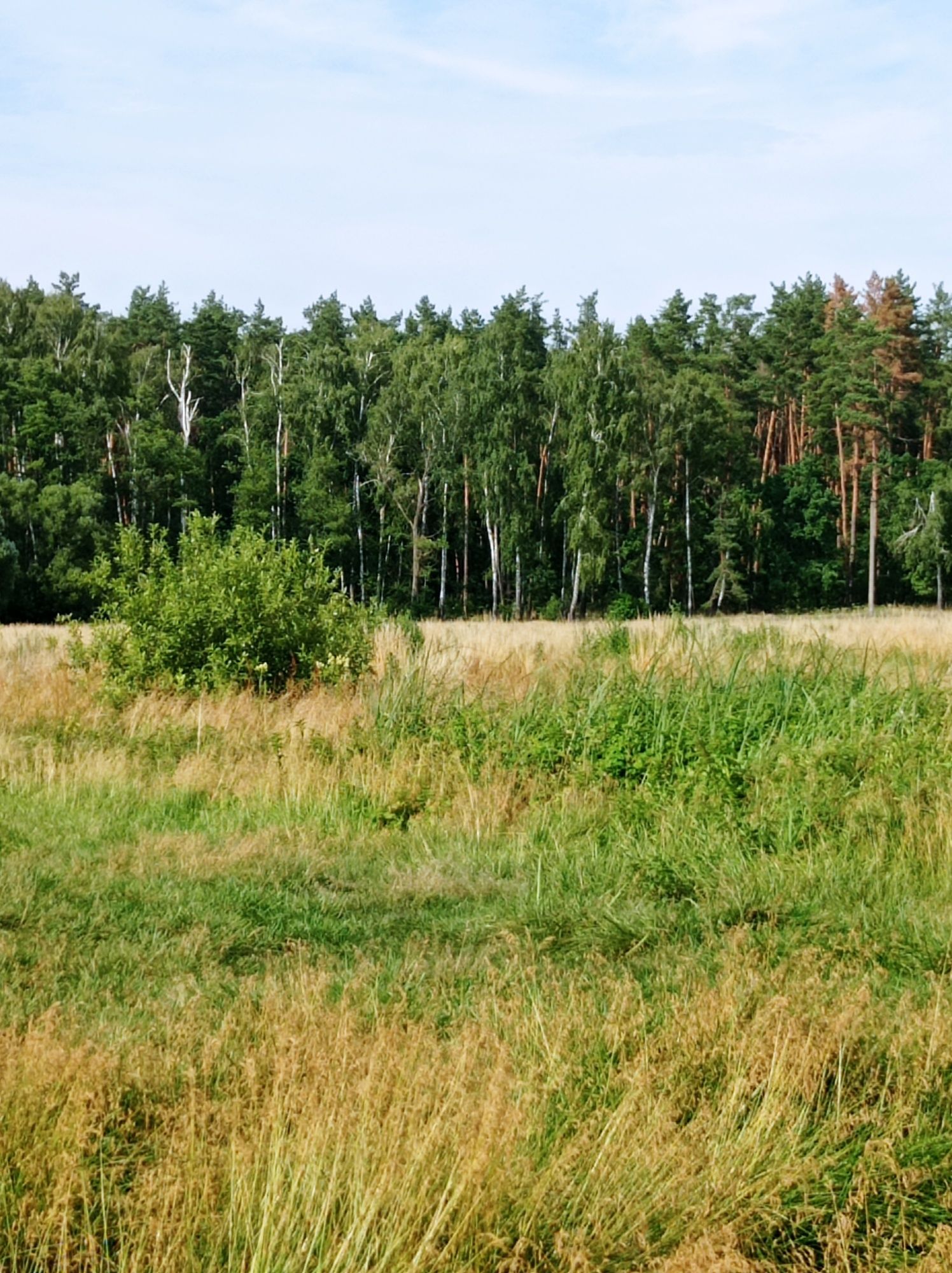 Дом на краю села с видом на луг и реку ДЕСНА.