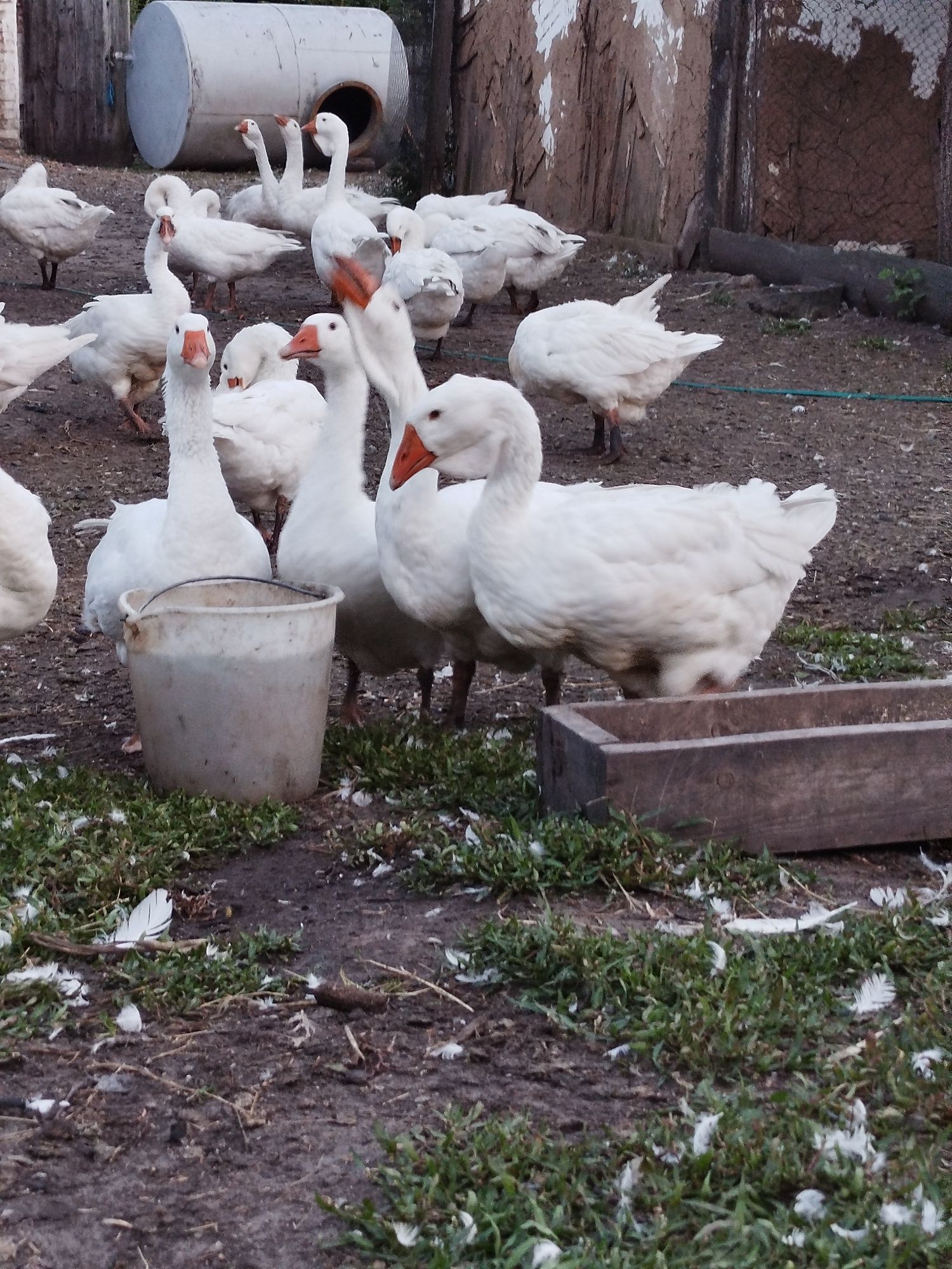 Продам гуси (Холмогори )