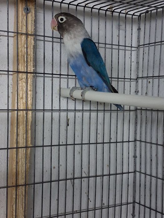 Agapornis persunatos