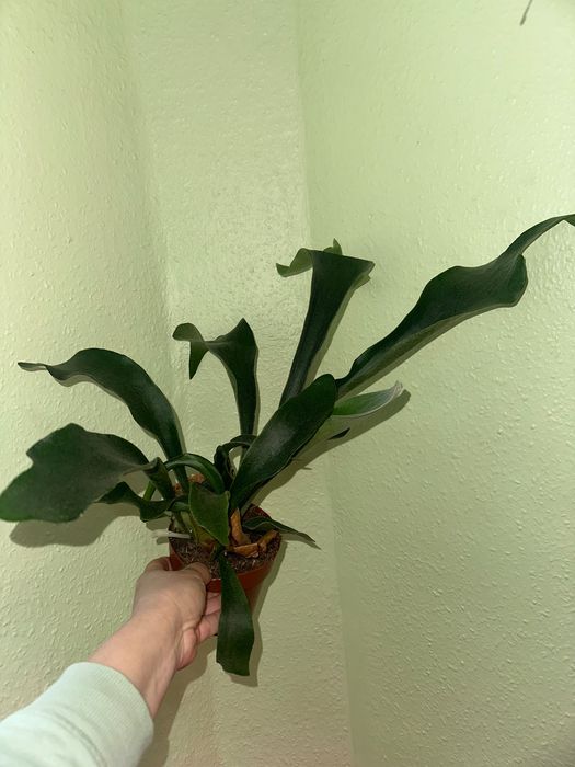 Пеперомія, алоє, сциндапсус, маранта, аспарагус, очисток