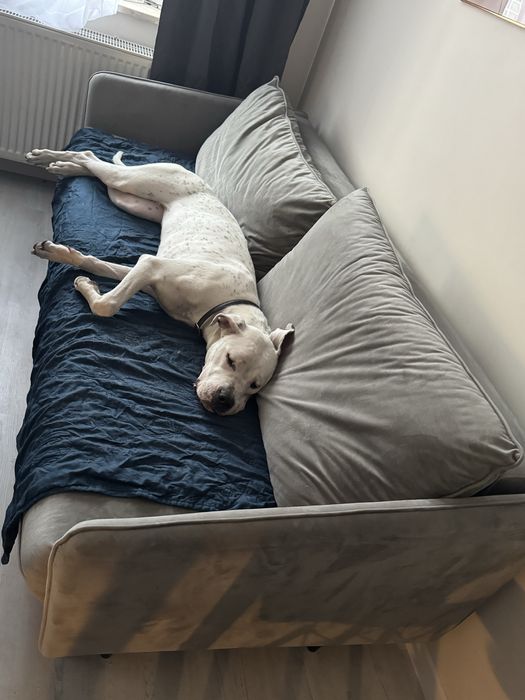 Suczka dog argentynski 14 miesięcy